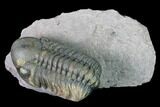 Detailed, Reedops Trilobite - Atchana, Morocco #171526-1